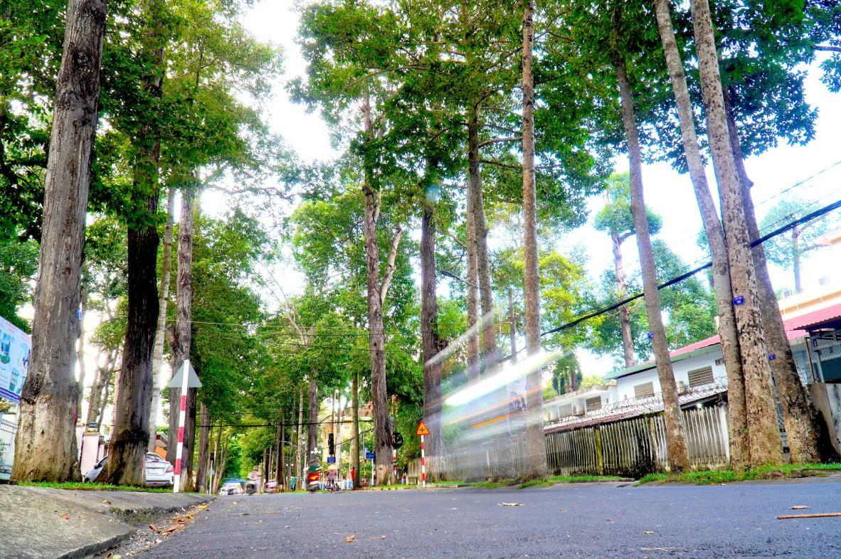 &#039;Thành phố cây xanh&#039; Trà Vinh gặp khó với lựa chọn: Mở rộng đường hay giữ cây?