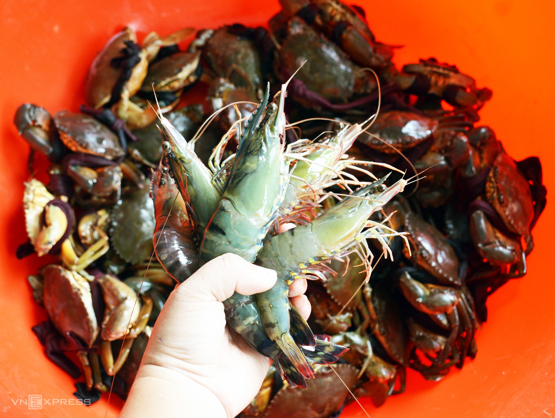 Lý do Cà Mau chọn biểu tượng tôm thay vì cua