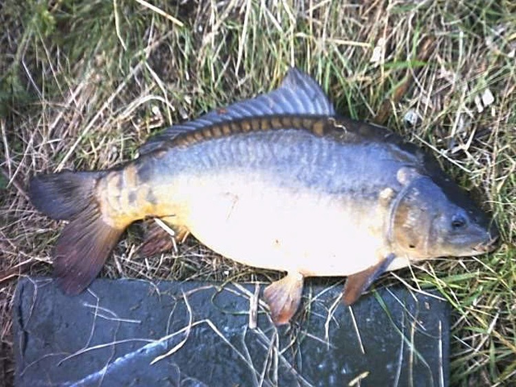 50 năm giống cá chép Hungary vào Việt Nam