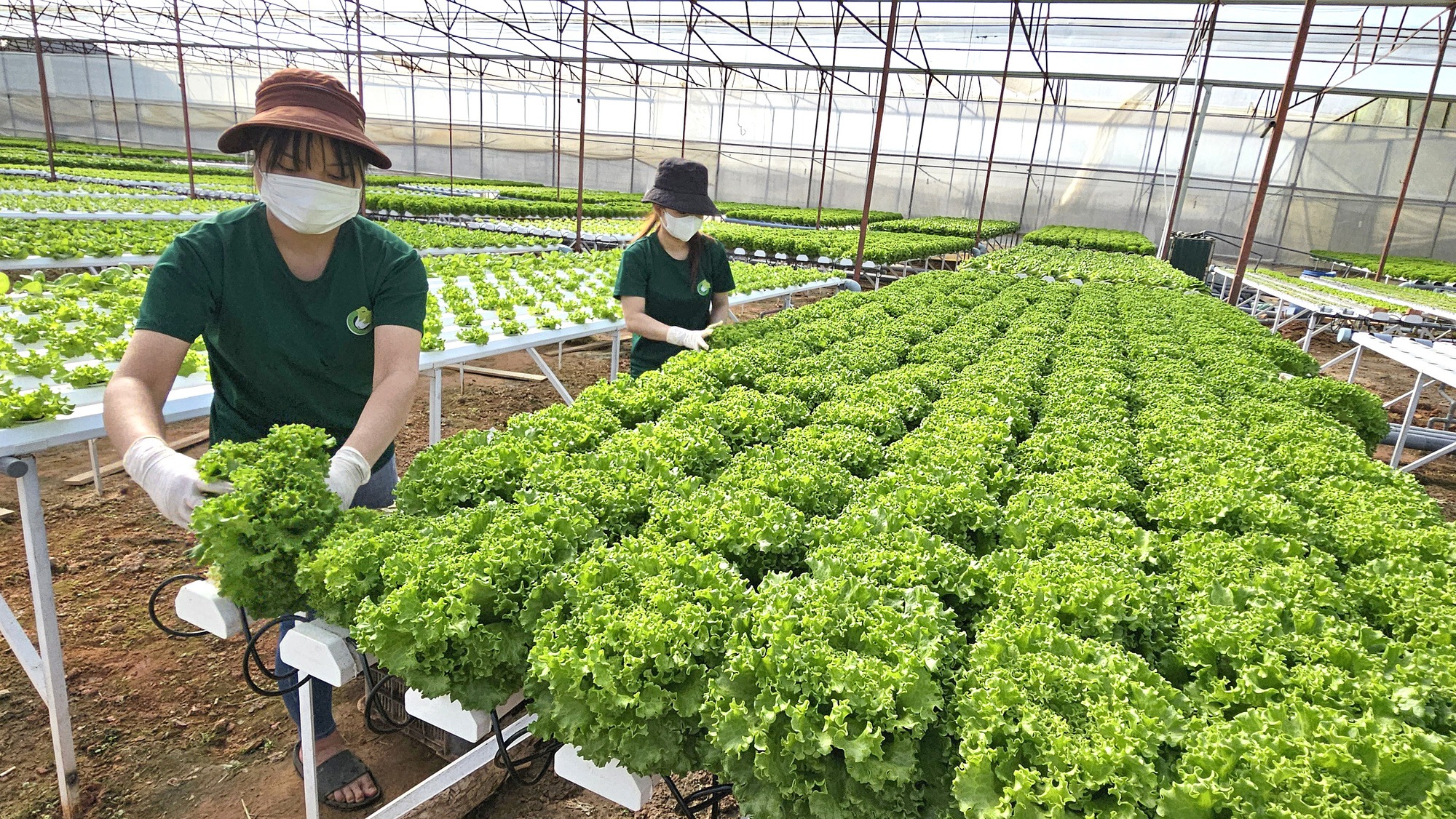 Nhà vườn Lâm Đồng lo thiếu rau Tết