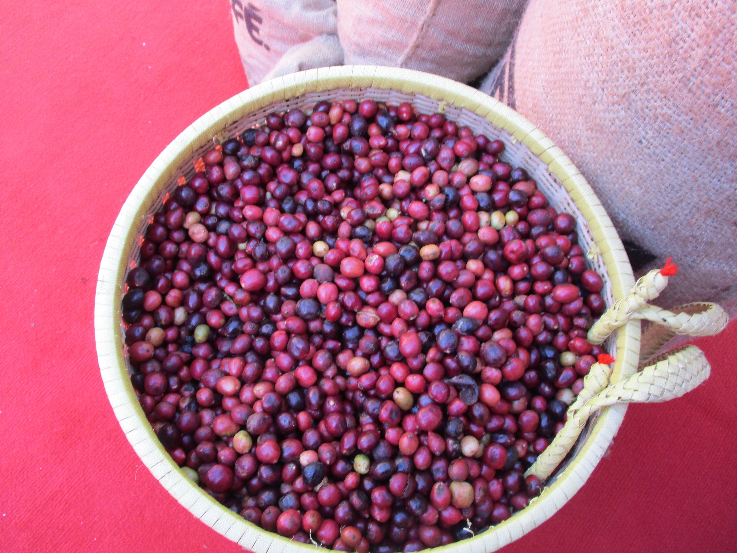 Giá cà phê hôm nay 10-12: Giá thế giới bật tăng, Việt Nam không lo rớt giá