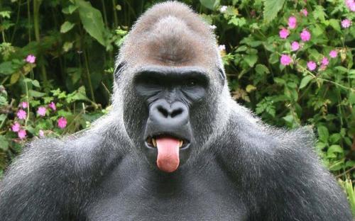 Chiêm ngưỡng bộ ảnh tạo dáng siêu đáng yêu của động vật trước ống kính máy ảnh