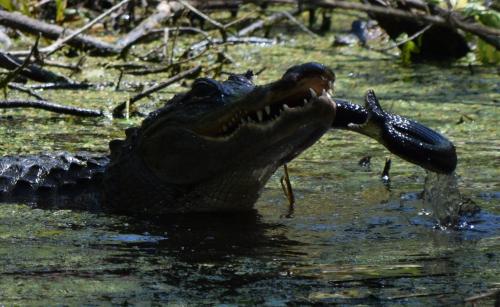 Thấy rắn "khủng" đến gần con, cá sấu mẹ tung đòn hủy diệt