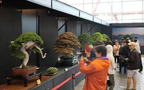 Khám phá lễ hội Bonsai & Suiseki Châu Á - Thái Bình Dương tại Suối Tiên