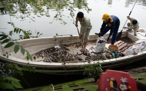 Hà Nội: Cá chết trắng trên hồ Văn Chương, người dân đau đầu vì mùi hôi nồng nặc