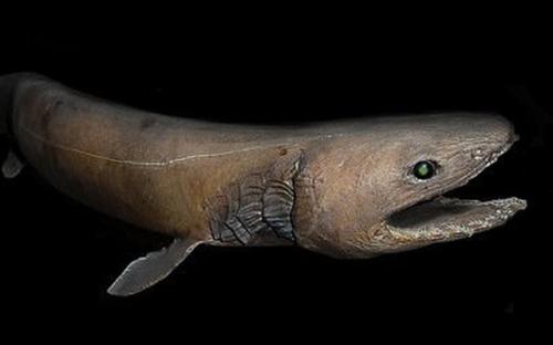 Cá mập hiện đại có thân hình to lớn, nhưng tổ tiên 360 triệu năm trước của chúng lại trông rất giống loài lươn