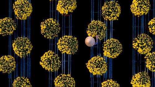 Khoảnh khắc đẹp nhất mùa xuân năm 2020 gọi tên nhiếp ảnh gia Việt Nam