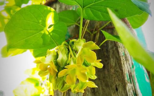 Là cây cảnh, lá và hoa của cây này làm thuốc dưỡng thận - bổ dương, phòng ung thư rẻ tiền