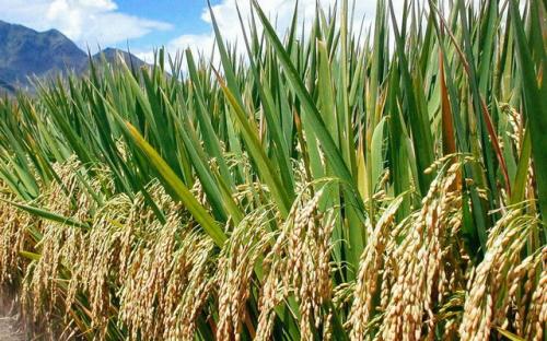 Trung Quốc sẽ không còn là thị trường xuất khẩu gạo màu mỡ