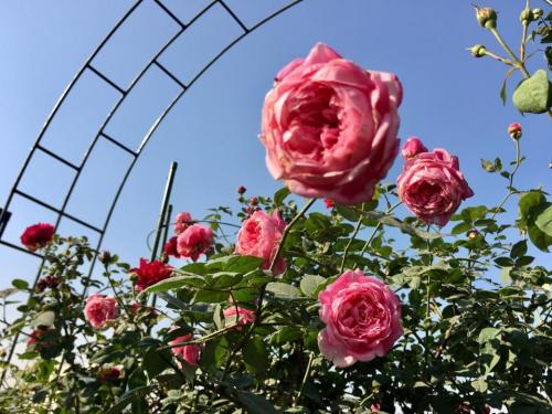 Lịm tim trước thiên đường thơm ngát hoa hồng, trăm hoa đua sắc