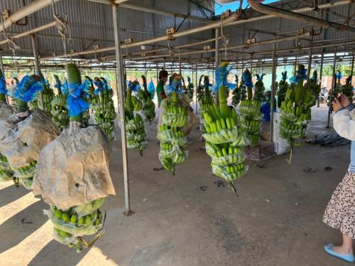 Vì sao bầu Đức lãi khủng: Sở hữu vườn sầu riêng lớn nhất thế giới