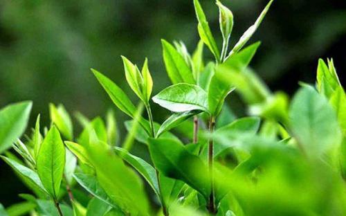 Những thực phẩm góp phần phòng ngừa ung thư và tim mạch: Nên ăn thường xuyên nếu có thể