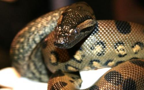 Phát hiện ra con trăn khổng lồ Nam Mỹ có thể tự sinh nở mà không cần tiếp xúc với con đực
