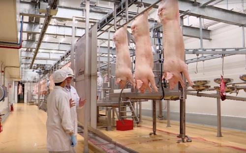 Thịt heo sạch được người tiêu dùng thành phố HCM săn đón