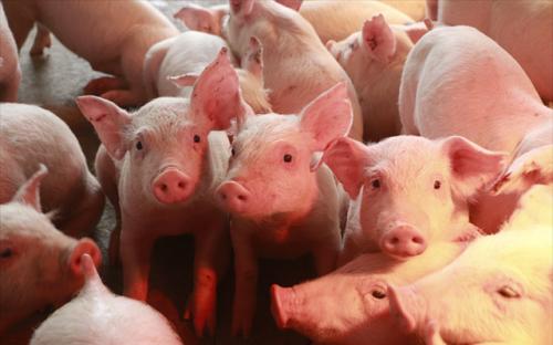 Sử dụng chất cấm trong chăn nuôi, Bộ Nông nghiệp đề xuất phạt nặng tối đa 200 triệu đồng