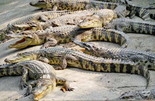 Thương lái Trung Quốc ép giá, người nuôi cá sấu lao đao