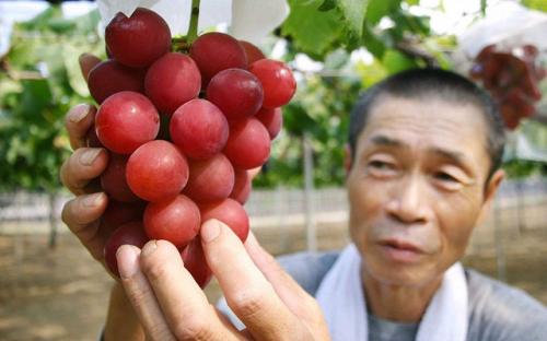 Đây là giống nho đắt nhất thế giới: Ăn một chùm hết 250 triệu, ăn một quả chỉ tốn 8,5 triệu mà thôi!