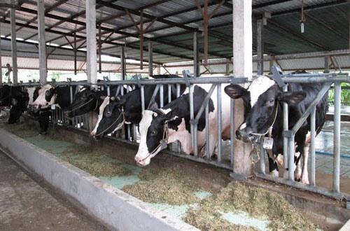 Vì sao nông dân đổ sữa, phản hồi từ Vinamilk