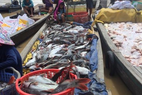 Hàng chục tấn cá nuôi bè ở Đồng Nai chết trắng