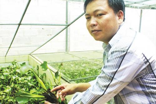 Hồi sinh cà cuống trên đất Củ Chi