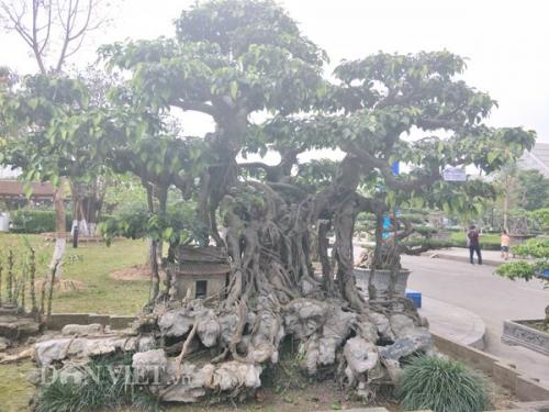 Sanh kiểng 'phúc lộc thọ trường' giá chục tỷ chủ mới cho xuất vườn