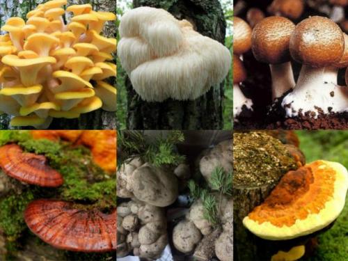 Thập đại đặc sản nấm đẹp như cổ tích lại ngon bổ quý nhất đất Việt