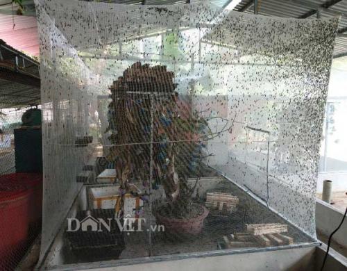 Chuyện lạ Thanh Hóa: Nuôi loài ruồi chết...quá sớm, kiếm bộn tiền -Hữu Dụng 