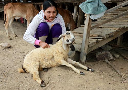 Hàng trăm con cừu chết do hạn hán ở Ninh Thuận
