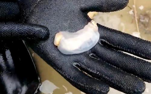 Phát hiện loài sinh vật kỳ lạ: Nhìn như con giun, ăn đá và thải ra cát