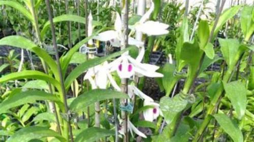 Dính cú lừa Phi điệp đột biến 2,6 tỷ đồng tuổi xế chiều