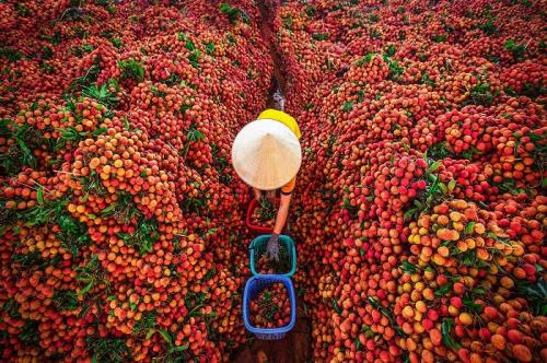 Du lịch Bắc Giang tháng 6, đừng bỏ lỡ mùa vải thiều Lục Ngạn chín đỏ đang về