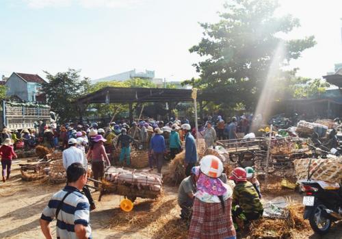 Giữa mùa khan hiếm, đắt đỏ tìm về chợ heo giống độc nhất Việt Nam