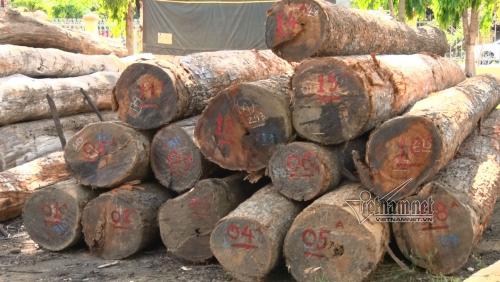 Bắt khẩn cấp Hạt trưởng kiểm lâm nhận trăm triệu đồng của Phượng 'râu'