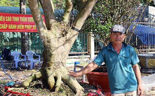 Cây mai hơn 120 tuổi được chào bán 3 tỷ đồng ở miền Tây