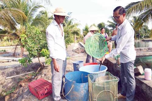 Chuyện làm giàu: Ngôi "vua cá chình" phải đánh đổi bằng 50 cây vàng