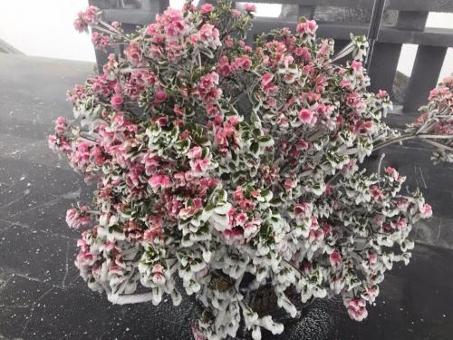 Hiếm gặp: Bông đỗ quyên rực lửa thành hoa tuyết trên đỉnh Fansipan