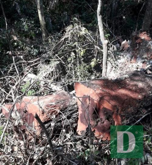 Quảng Bình:  Rừng gỗ quý ở Phong Nha - Kẻ Bàng bị phá chỉ cách đồn biên phòng... 1km