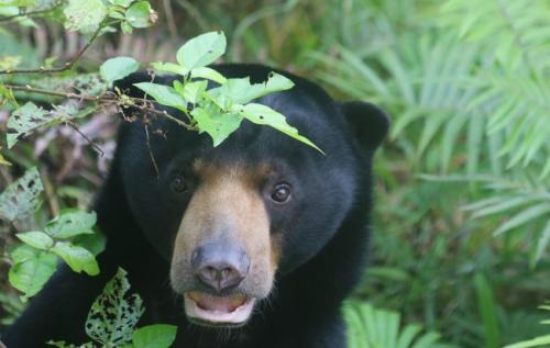Loài gấu này có thể bắt chước biểu cảm khuôn mặt như con người và loài vượn