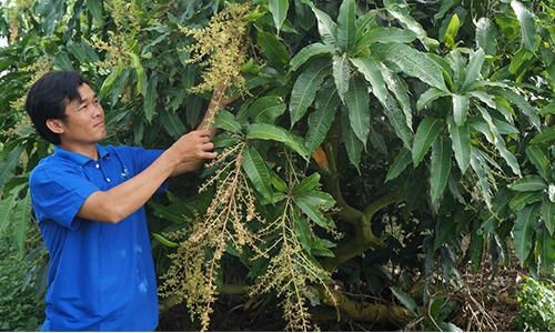 ‘Hai Lúa’ Khởi Nghiệp Từ… 65 Gốc Xoài