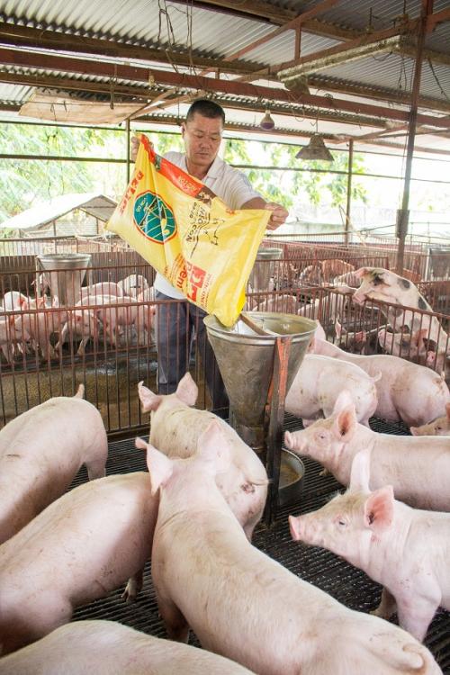 Khủng hoảng giá heo, lợi nhuận hợp nhất quý 1.2018 của Masan vẫn tăng gấp ba