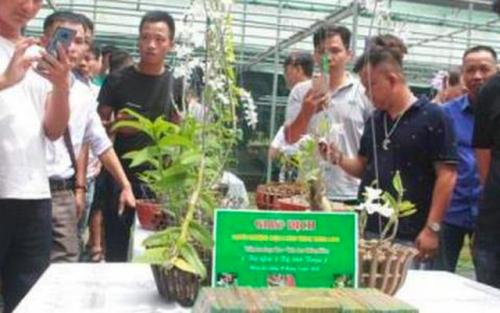 Trái đắng lan Phi điệp đột biến: Đang bán tháo rất mạnh?