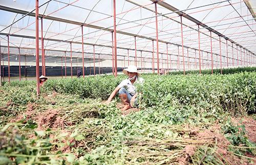 500 ha hoa cúc nhiễm virus, nông dân Lâm Đồng phải nhổ bỏ