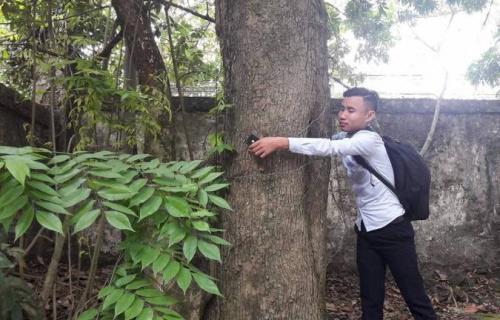 Nóng: Hà Nội đồng ý cho dân bán cây sưa 100 tỷ ở Chương Mỹ