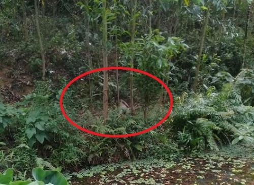 Phát hiện thi thể người đàn ông chết bất thường trong rừng keo -Hạ Vi 