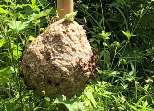 Độc nhất Quảng Ngãi: Nuôi bộ sưu tập loài 'tử thần' la liệt vườn nhà -Công Xuân 