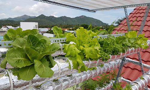 Ông bố Nha Trang trồng rau thủy canh vừa để ăn vừa trưng cho đẹp