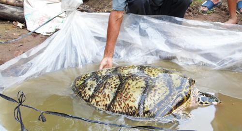 Rùa biển 34 kg mắc lưới ngư dân trên sông miền Tây