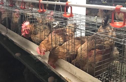 Độc chiêu hiếm có Việt Nam, lão nông thu lãi 1,5 tỷ/tháng