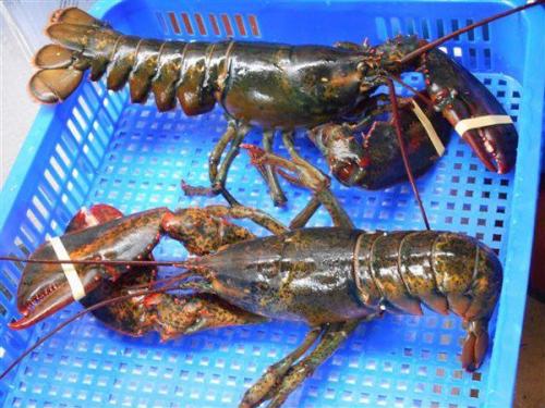 Người Việt chi tiền triệu để 'ăn thử' tôm hùm Mỹ ngày càng nhiều