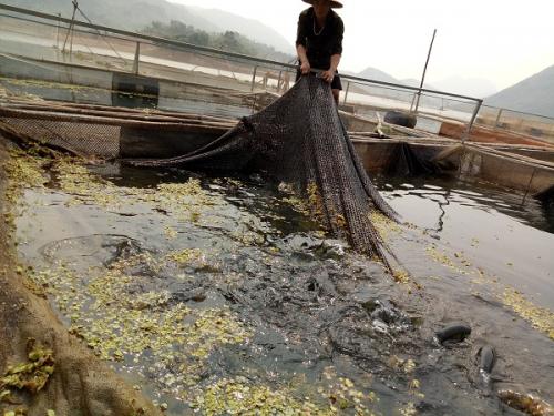 Nuôi 10 lồng cá trên sông Đà, 9X người Thái lãi hơn 100 triệu/năm